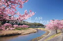 静岡県 南伊豆町 青野川と河津桜のポストカード葉書はがき Photo by絶景.com