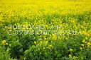 静岡県 南伊豆町　菜の花畑のポストカード葉書はがき　Photo　by絶景.com