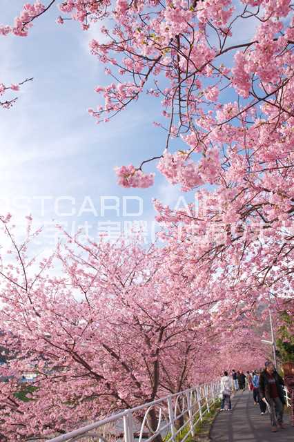 静岡県 河津町　河津桜のポストカード葉書はがき　Photo　by絶景.comのサムネイル