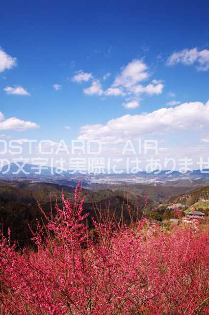奈良県 吉野郡下市町　梅林のポストカード葉書はがき　Photo　by絶景.com