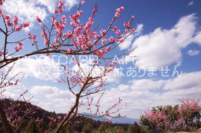 奈良県 吉野郡下市町　青空と梅林のポストカード葉書はがき　Photo　by絶景.com