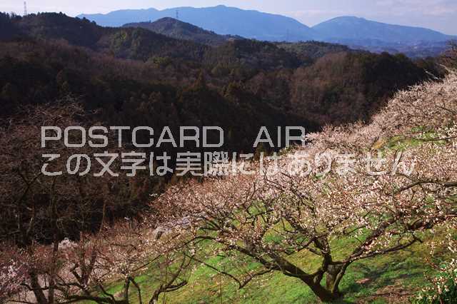 奈良県 吉野郡下市町　広橋梅林のポストカード葉書はがき　Photo　by絶景.com