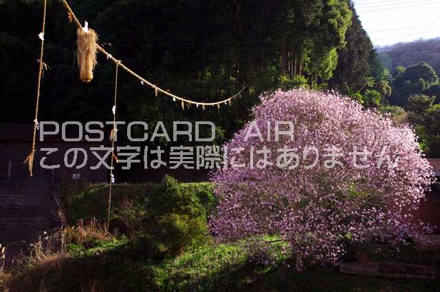 奈良県 明日香村　ベニコブシのポストカード葉書はがき　Photo　by絶景.com