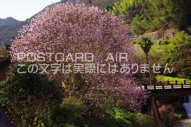 奈良県 明日香村 ベニコブシのポストカード葉書はがき Photo by絶景.com
