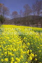 奈良県 明日香村菜の花畑のポストカード葉書はがき Photo by絶景.com