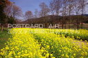 奈良県 明日香村菜の花畑のポストカード葉書はがき　Photo　by絶景.com