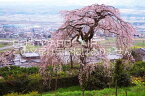 京都府 綴喜郡井手町　地蔵禅院しだれ桜のポストカード葉書はがき　Photo　by絶景.com