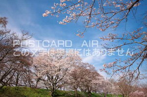愛知県 一宮市 木曽川堤の桜のポストカード葉書はがき Photo by絶景.com