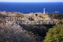 和歌山県 日高郡美浜町 日の岬　日の岬の桜のポストカード葉書はがき　Photo　by絶景.com