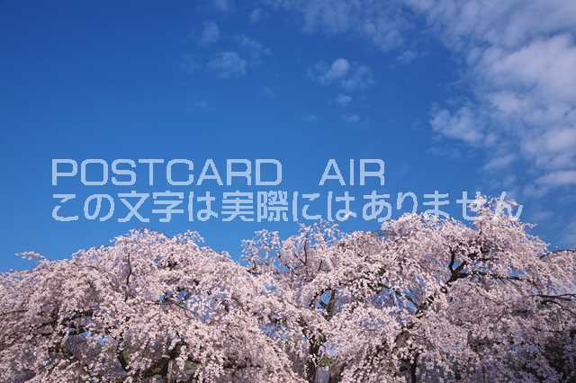 京都府 京都市　桜と青空のポストカード葉書はがき　Photo　by絶景.com