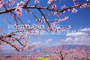 山梨県 笛吹市 桃畑のポストカード葉書はがき Photo by絶景.com