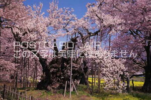 山梨県 北杜市武川町 山高神代桜のポストカード葉書はがき Photo by絶景.com