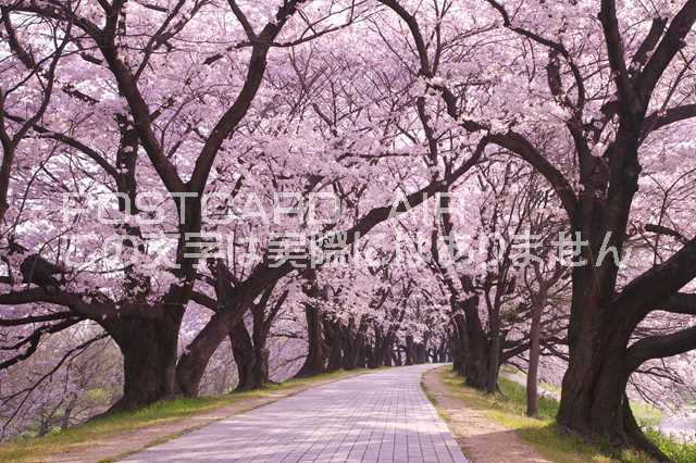 京都府 八幡市　桜並木のポストカード葉書はがき　Photo　by絶景.comのサムネイル