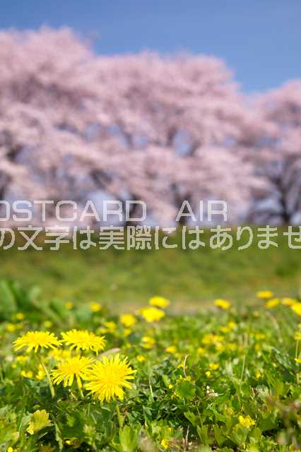 京都府 八幡市タンポポと桜のポストカード葉書はがき　Photo　by絶景.comのサムネイル