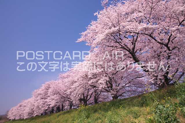 京都府 八幡市桜並木のポストカード葉書はがき　Photo　by絶景.comのサムネイル