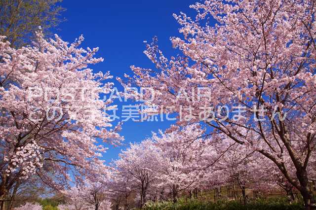 京都府 相楽郡精華町　けいはんな記念公園の桜のポストカード葉書はがき　Photo　by絶景.com