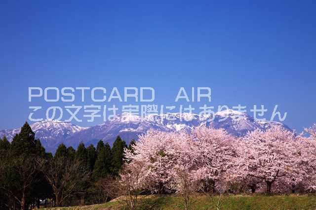 福井県 勝山市　勝山の桜と越前甲のポストカード葉書はがき　Photo　by絶景.com