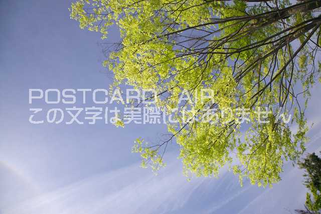 京都府 相楽郡精華町　青空と新緑のポストカード葉書はがき　Photo　by絶景.com