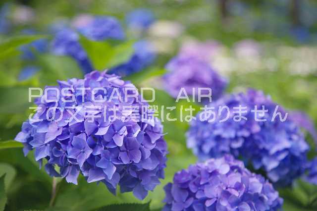 京都府 宇治市紫陽花のポストカード葉書はがき　Photo　by絶景.comのサムネイル