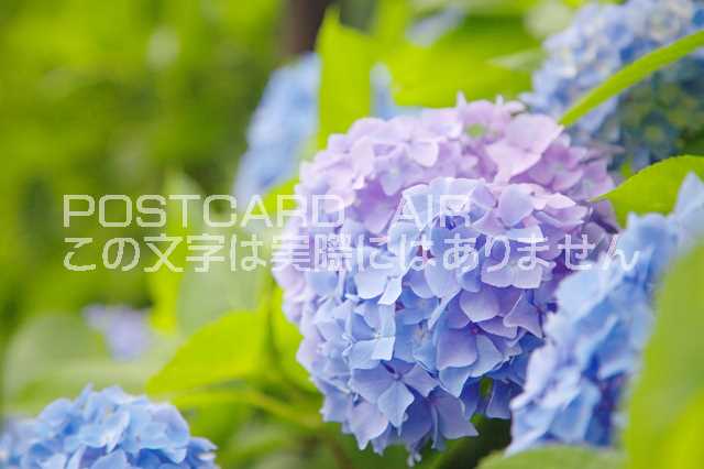 京都府 宇治市紫陽花のポストカード葉書はがき　Photo　by絶景.comのサムネイル