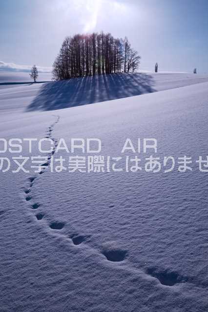 北海道 上川郡美瑛町　雪の中の木のポストカード葉書はがき　Photo　by絶景.com