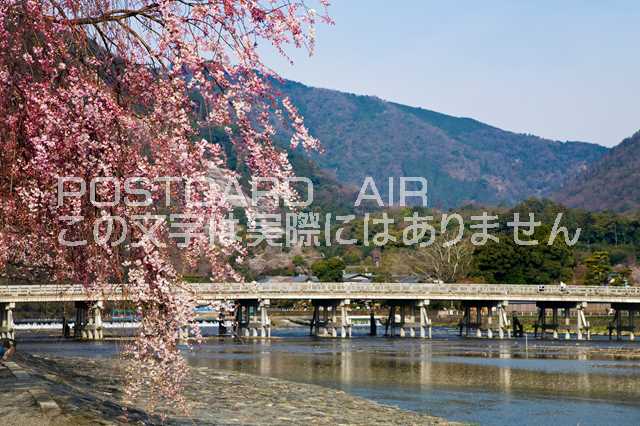 京都府 嵐山　春の嵐山のポストカ