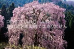 長野県 上高井郡高山村　水中のしだれ桜のポストカード葉書はがき　Photo　by絶景.com