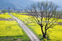 長野県 飯山市 菜の花畑のポストカード葉書はがき Photo by絶景.com