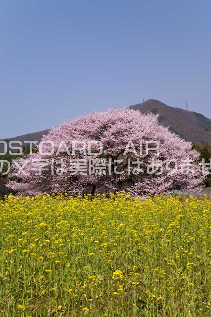 長野県 上高井郡高山村　菜の花と