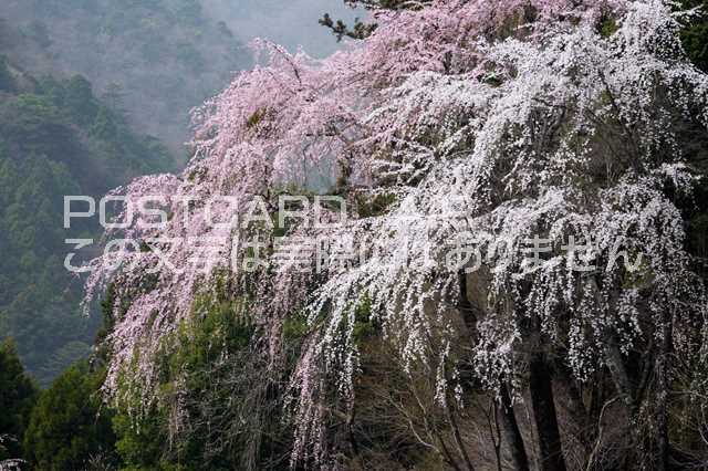 山梨県 南巨摩郡身延町　しだれ桜のポストカード葉書はがき　P