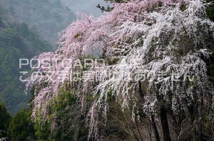 山梨県 南巨摩郡身延町 しだれ桜のポストカード葉書はがき Photo by絶景.com