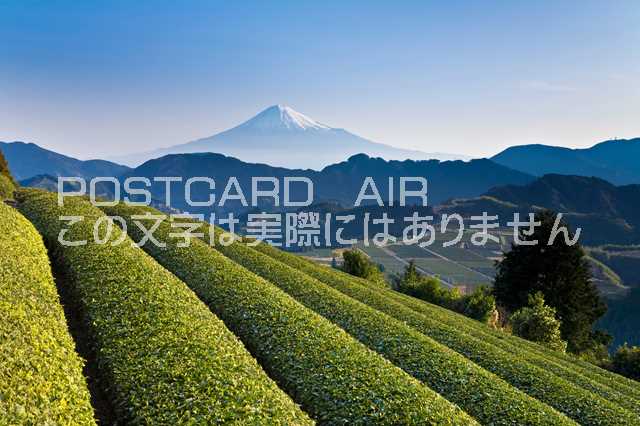 静岡県 静岡市　お茶畑と富士山のポストカード葉書はがき　Photo　by絶景.comのサムネイル