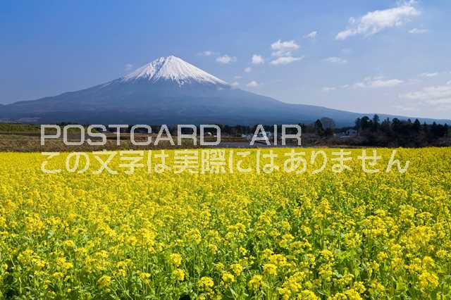 静岡県 富士宮市　富士山と菜の花