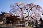 奈良県 奈良市　氷室神社のしだれ桜のポストカード葉書はがき　Photo　by絶景.com