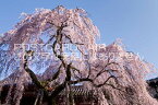 奈良県 奈良市　奈良 氷室神社のしだれ桜のポストカード葉書はがき　Photo　by絶景.com