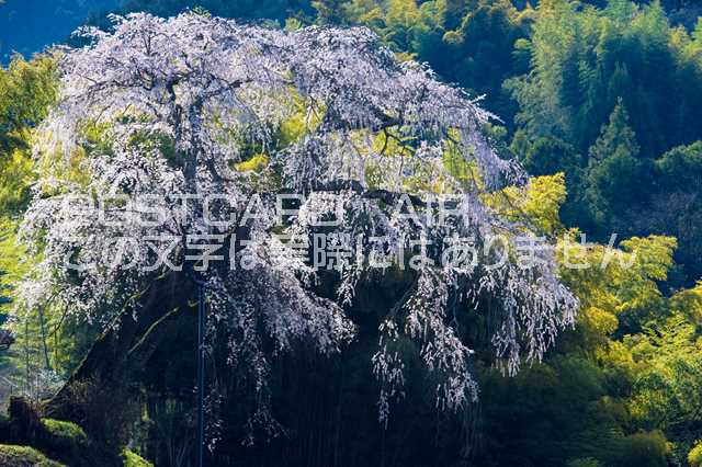 奈良県 奈良市　満願寺 八講桜のポ