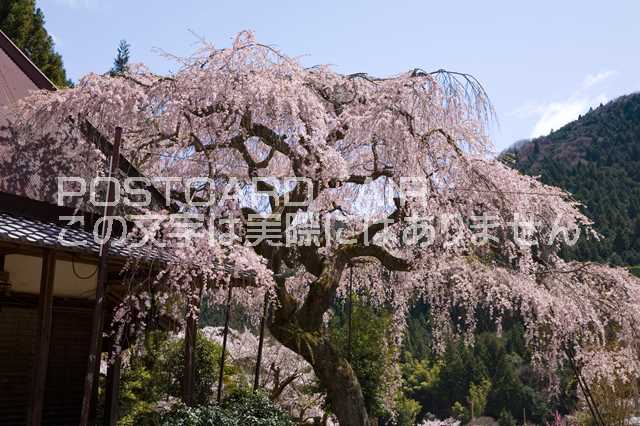 奈良県 宇陀市　城之山桜のポストカード葉書はがき　Photo　by絶景.com