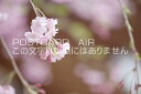 京都府 京都市北区 桜のポストカード葉書はがき Photo by絶景.com