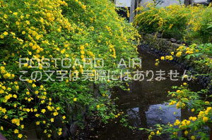 京都府 西京区 ヤマブキ咲く松尾大社のポストカード葉書はがき Photo by絶景.com