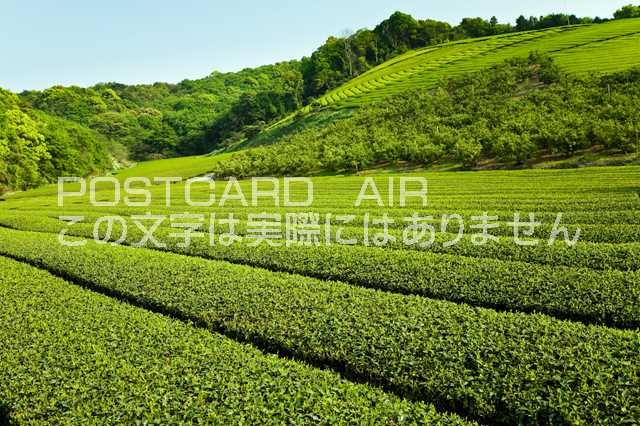 大分県 宇佐市　お茶