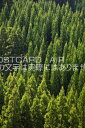 大分県 玖珠郡九重町　森林のポス