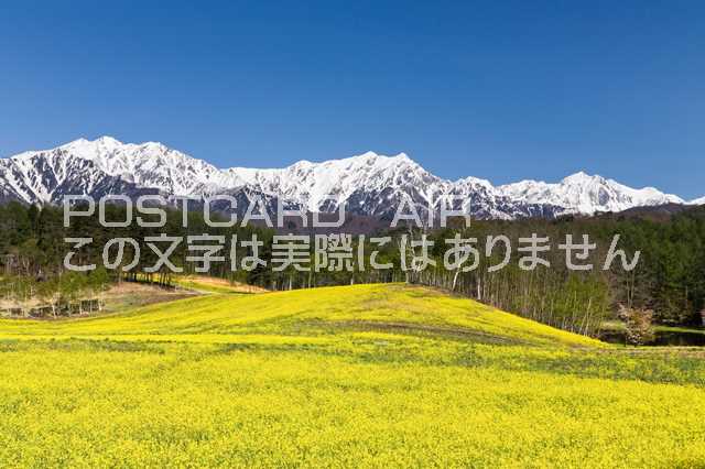 長野県 大町市　菜の花と北アルプスのポストカード葉書はがき　Photo　by絶景.comのサムネイル