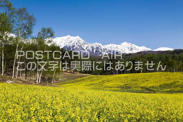 長野県 大町市　菜の花と北アルプ