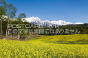 長野県 大町市 菜の花と北アルプスのポストカード葉書はがき Photo by絶景.com