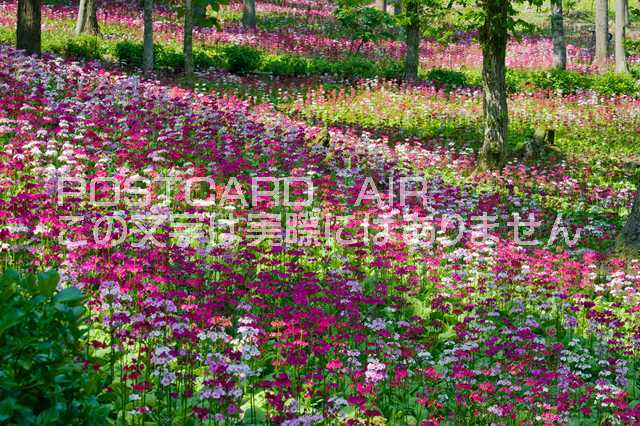 岐阜県 岐阜県高山市　クリンソウ群落のポストカード葉書はがき　Photo　by絶景.com