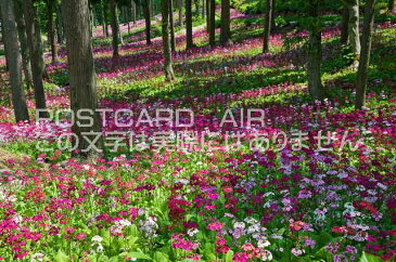 岐阜県 岐阜県高山市　花の森四十八滝山野草花園のクリンソウ群落のポストカード葉書はがき　Photo　by絶景.com