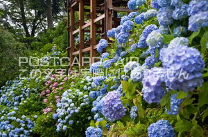 京都府 京都市西京区 善峯寺のアジサイのポストカード葉書はがき Photo by絶景.com