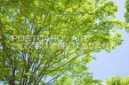 京都府 相楽郡精華町　ケヤキの新緑のポストカード葉書はがき　Photo　by絶景.com
