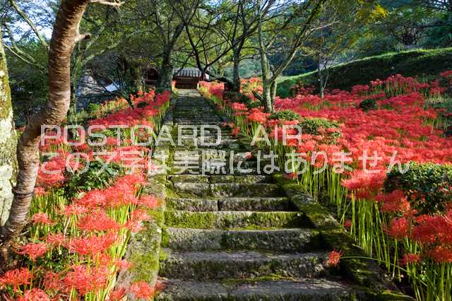 奈良県 宇陀市　彼岸花咲く佛隆寺のポストカード葉書はがき　Photo　by絶景.com