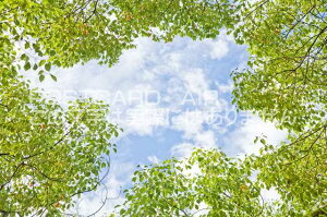 京都府 京都市上京区 木の葉と青空のポストカード葉書はがき Photo by絶景.com